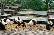 Everything Panda Private Day Tour in Chengdu