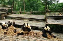 Private Day Tour: Panda Keeper Program From Chengdu