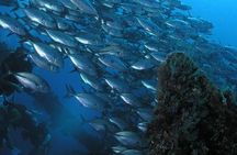 Dive at Tulamben Bali USS Liberty Ship Wreck 