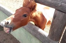 Half-Day Aruba Animal Sanctuary Guided Tour 