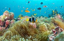 Bloo Lagoon Snorkeling East Bali Includes Transportation & Lunch