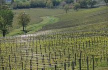 Wine tour in Umbria along the Sagrantino trail with light lunch