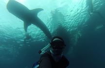  Whale Shark Swim Adventure in La Paz