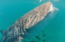  Whale Shark Swim Adventure in La Paz