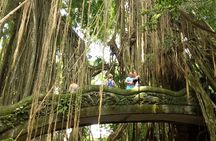  Private Tour to Sumampan Waterfall, Monkey forest, Rice terraces and Swing