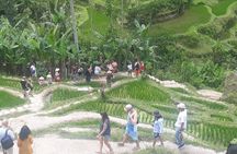 Batur Volcano Sunrise Trekking, Rice Teracce & Bali Coffee Plantation Tour