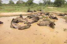 Day Excursions To Udawalawe National Park From Negombo