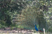 Day Tour to Wilpattu National Park From Negombo