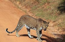 Day Tour to Wilpattu National Park From Negombo