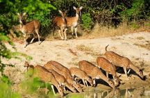 Day Tour to Wilpattu National Park From Negombo