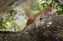 Day Tour to Wilpattu National Park from Colombo