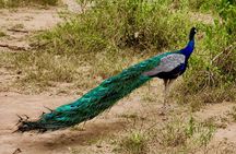Day Excursion at Udawalawe National Park From Galle