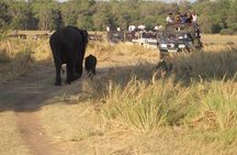 Minneriya national park safari with jeep From Colombo
