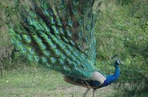 Minneriya national park safari with jeep From Colombo