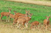 Minneriya national park safari with jeep From Colombo