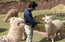 Sacred Valley Tour with Pisac Ruins: Private Full-Day