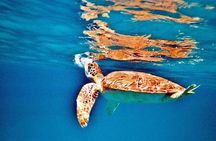 Half Day Sail and Snorkel with the Turtles