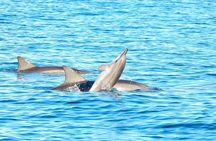 Swim With Wild Dolphins & Whale Watching With Hotel Pickup & Dropoff