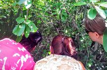 Ile aux Aigrettes Nature Reserve, Blue Bay Beach, La Vanille Park & Gris Gris