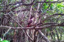 Eco Tour: Nature Reserve, Blue Bay, La Vanille Reserve, Gris Gris