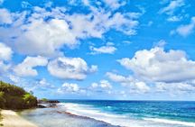 Nature Discovery Tour: Dolphins, Tortoises, the Wild South & More