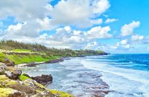 Nature Discovery Tour: Dolphins, Tortoises, the Wild South & More