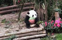 Chengdu Highlights Tour of Panda Base and Leshan Giant Buddha
