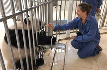 Private Day Tour: Panda Keeper Program From Chengdu