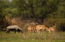  Bharatpur Bird watching & Wildlife from Delhi
