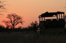 Morning Kruger National Park Safari