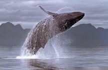 Full-Day Whale Watching and Wine Tasting Tour from Cape Town