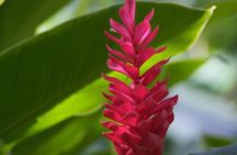 Half-Day El Yunque National Forest Tour from San Juan