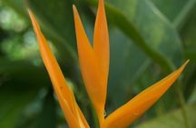 Half-Day El Yunque National Forest Tour from San Juan