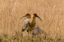 Antisana Volcano Birding & Natural History Condor Tour PRIVATE, all included