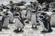  Private Historical Cape Town City and Scenic Passes Tour.