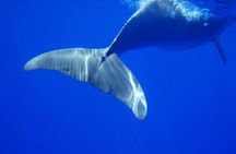 Swim With Wild Dolphins & Whale Watching With Hotel Pickup & Dropoff