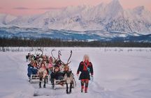 Reindeer Sledding and Feeding with Sami Culture in Tromso.