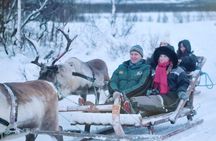 Reindeer Sledding and Feeding with Sami Culture in Tromso.