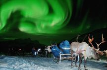 Reindeer Sledding and Feeding with Chance of Northern Lights Tromso