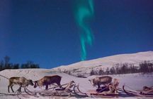 Reindeer Sledding and Feeding with Chance of Northern Lights Tromso