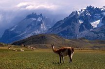 From El Calafate: Full-Day Tour to Torres del Paine