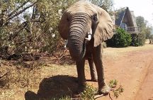 Elephant Walk Guided Half Day Tour from Johannesburg