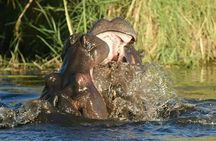 Chobe Day Trip