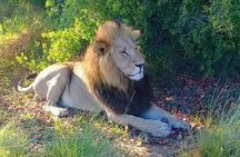 Chobe Day Trip