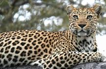 Chobe Day Trip
