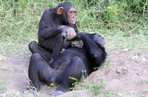 Ol Pejeta Conservancy Day Tour from Nairobi