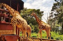  Giraffe center, Elephant Orphanage and Beads Center
