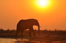 Chobe National Park Game Drive, Botswana