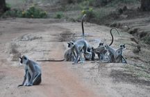 Bundala Birding Paradise - All Inclusive Tour