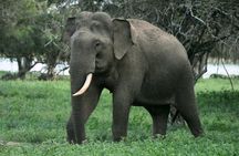 Full Day BIG 3 Safari Tour with Birding in Yala National Park by Expert Team